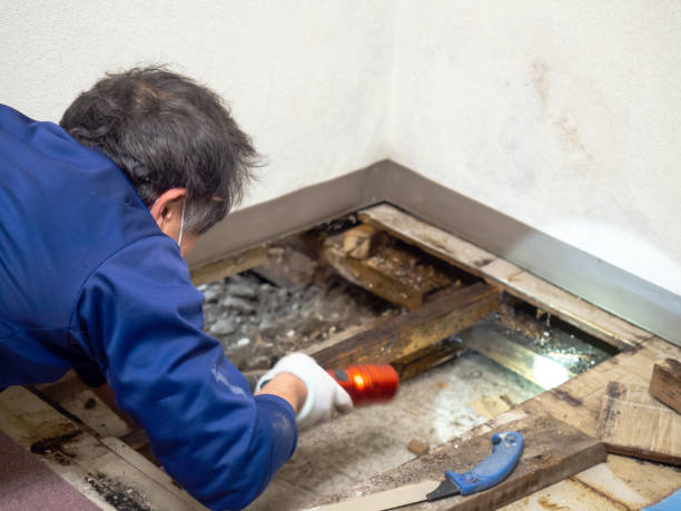 Best Industrial Mold Remediation in Falls City, NE
