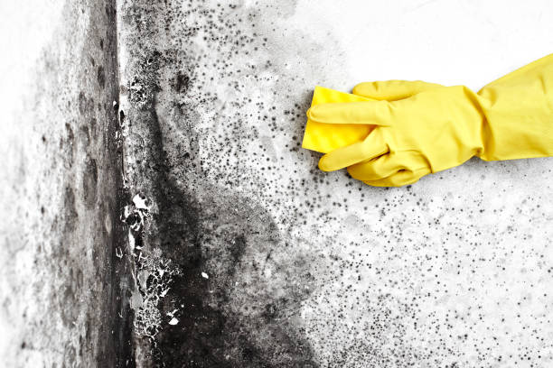 Best Attic Mold Remediation in Falls City, NE