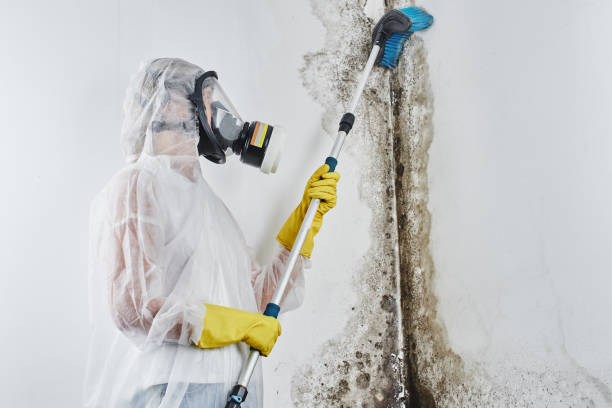 Best Commercial Mold Remediation in Falls City, NE