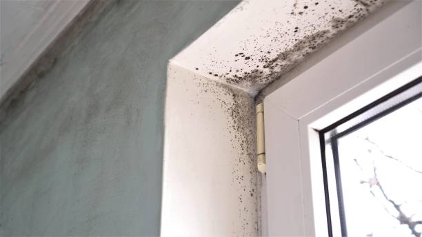 Best White Mold Remediation in Falls City, NE