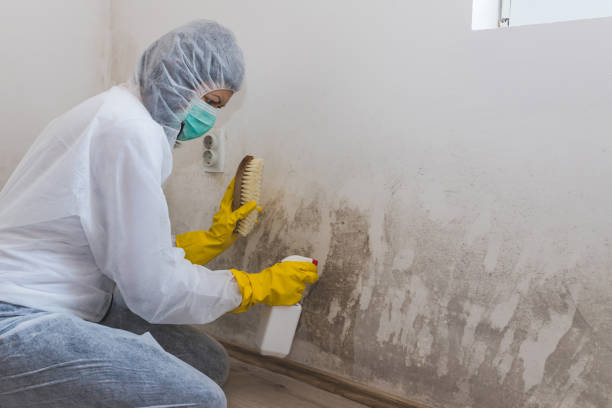Best Post-Remediation Services in Falls City, NE