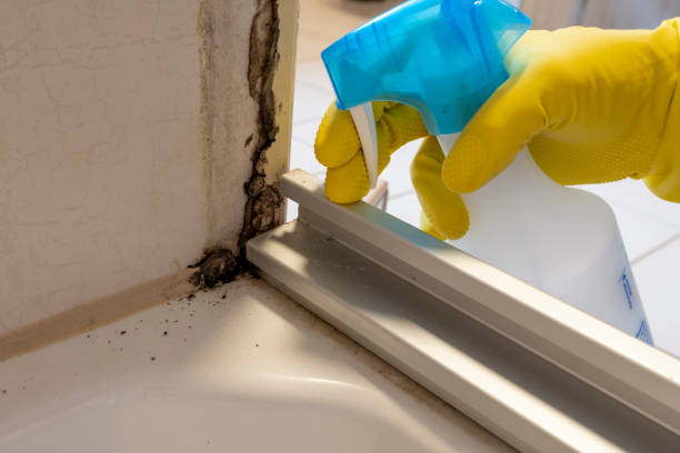 Best Bathroom Mold Remediation in Falls City, NE