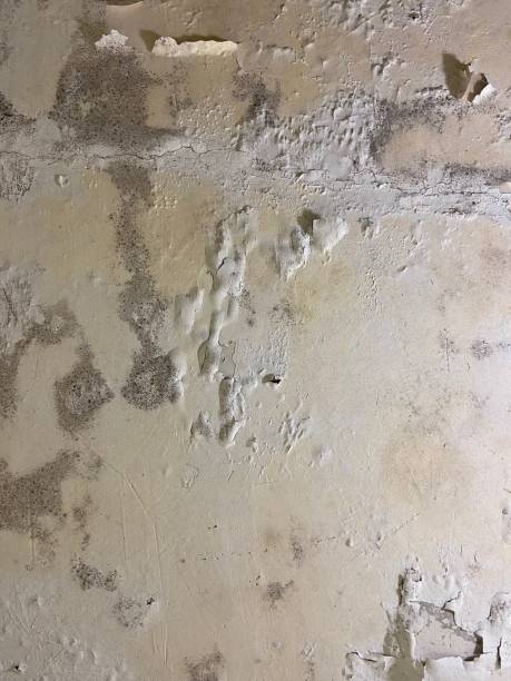 Best Insurance-Related Mold Remediation in Falls City, NE