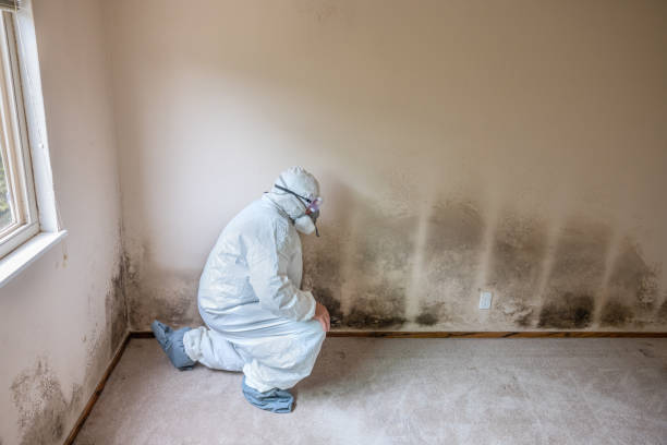 Best Mold Testing and Inspection Services in Falls City, NE