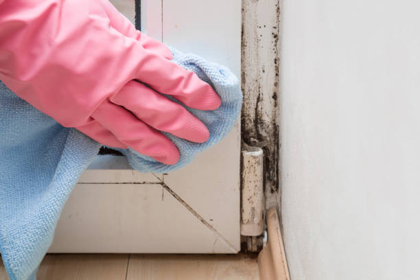 Professional Mold Remediation in Falls City, NE