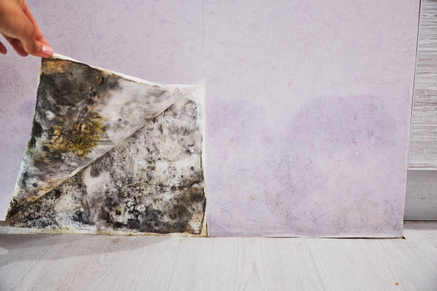 Best Localized Mold Remediation (e.g., coastal areas, humid climates) in Falls City, NE
